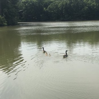 Tarara Winery - Geese family in the pond! - Wineries Near Me - Leesburg, Virginia