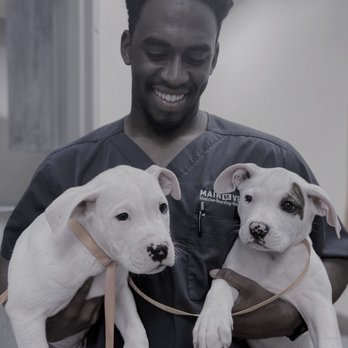 Main Street Vet - From noes to toes, beginning to end, inside and out, we treat each pet & their humans like family, every single time. - Veterinarians Near Me - Madison, Georgia Main Street Vet - From noes to toes, beginning to end, inside and out, we treat each pet & their humans like family, every single time. - Veterinarians Near Me - Madison, Georgia