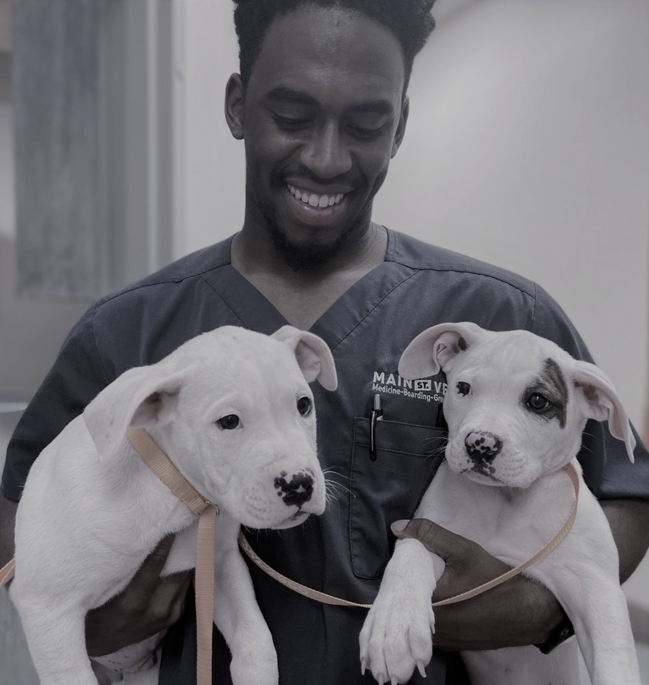 MAIN STREET VET 1311 Eatonton Rd Madison Georgia Veterinarians 