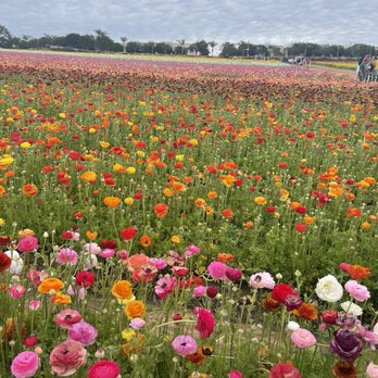 The Flower Fields - Venues & Event Spaces Near Me - Carlsbad, California The Flower Fields - Venues & Event Spaces Near Me - Carlsbad, California