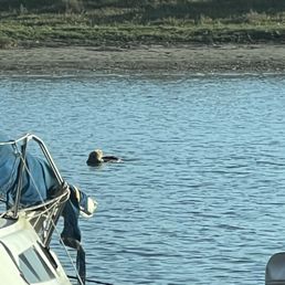 Otters
