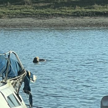 Bayside Cafe - Otters - Mexican Near Me - Morro Bay, California