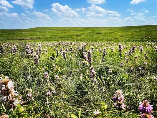 Joseph H. Williams Tallgrass Prairie Preserve by null