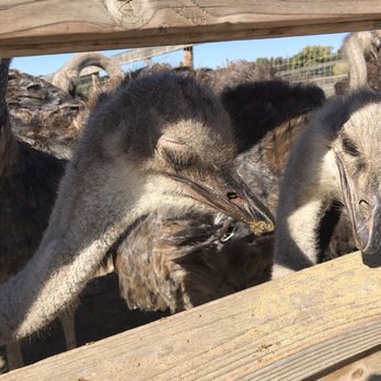 Ostrichland USA - Give me that food - Attraction Farms Near Me - Solvang, California Ostrichland USA - Give me that food - Attraction Farms Near Me - Solvang, California