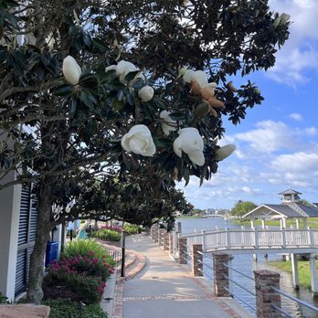 Sugar Bean Coffee and Cream - Plaza side walk - Coffee & Tea Near Me - Galveston, Texas Sugar Bean Coffee and Cream - Plaza side walk - Coffee & Tea Near Me - Galveston, Texas