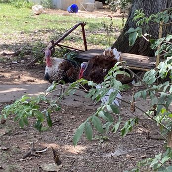 Reid's Livery - a rooster and a chicken laying on the ground - Wineries Near Me - Alvaton, Kentucky