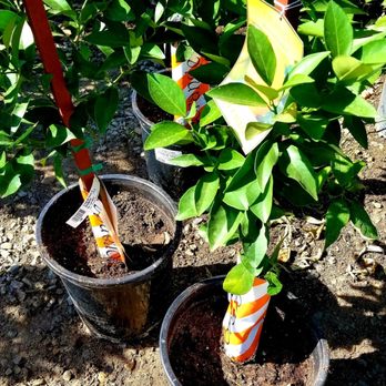 Peters Brothers Nursery - Orange trees.. - Nurseries & Gardening Near Me - Madera, California Peters Brothers Nursery - Orange trees.. - Nurseries & Gardening Near Me - Madera, California