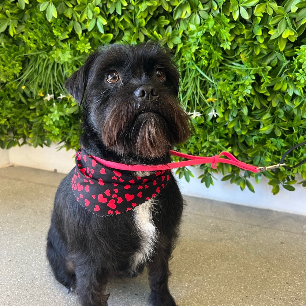 Paws At Main - Riverside - A Valentine's Day cut! - Pet Groomers Near Me - Riverside, California Paws At Main - Riverside - A Valentine's Day cut! - Pet Groomers Near Me - Riverside, California