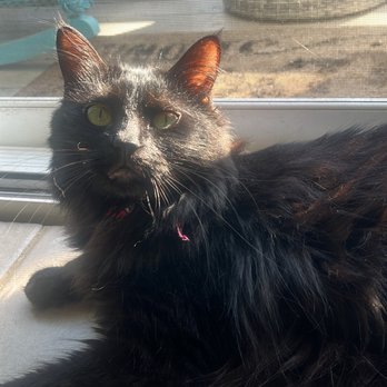 The Cat Doctor - Post spa day. - Veterinarians Near Me - Ventura, California The Cat Doctor - Post spa day. - Veterinarians Near Me - Ventura, California