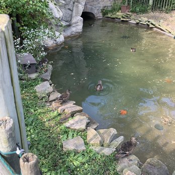 Akron Zoo - Ducks - Zoos Near Me - Akron, Ohio