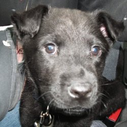 Dollar General - Max my beautiful puppy. Who is 10 now.
