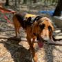 Photo of Dottie Mae - Bloodhound Deer Tracking