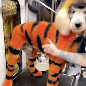 Sebastian’s Pet Grooming - Fur dyes - Pet Groomers Near Me - Rialto Ca, California Sebastian’s Pet Grooming - Fur dyes - Pet Groomers Near Me - Rialto Ca, California