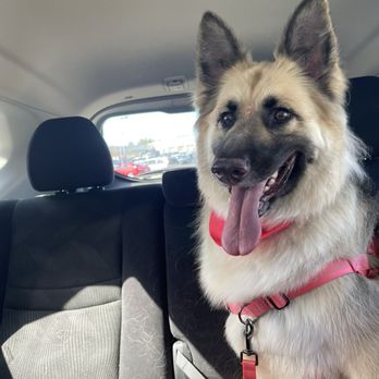 Waggy Baths - Happy girl going home - Pet Groomers Near Me - Manassas, Virginia Waggy Baths - Happy girl going home - Pet Groomers Near Me - Manassas, Virginia