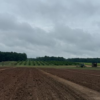 Southern Belle Farm - Pick Your Own Farms Near Me - McDonough, Georgia Southern Belle Farm - Pick Your Own Farms Near Me - McDonough, Georgia