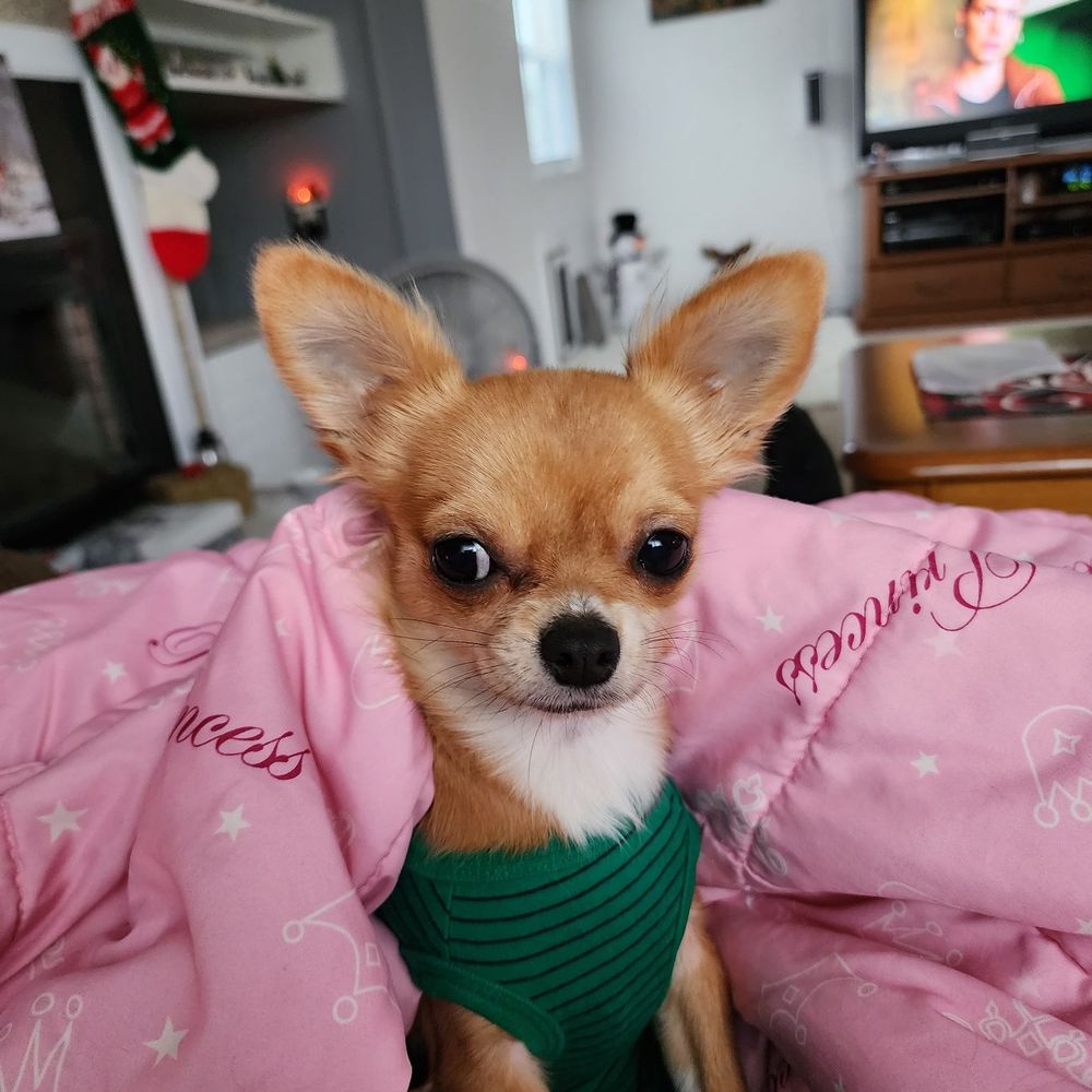 Isabella Christy's Chihuahuas - Love my doggie I got from Chrisy. Highly recommended getting a puppy from her. thank you Chrisy for your love and care for your puppies. - Pet Breeders Near Me Isabella Christy's Chihuahuas - Love my doggie I got from Chrisy. Highly recommended getting a puppy from her. thank you Chrisy for your love and care for your puppies. - Pet Breeders Near Me