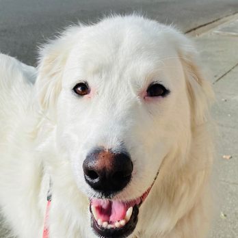 Run & Done Walks - Pic Jennifer took of Nilly on walk - Pet Sitting Near Me Run & Done Walks - Pic Jennifer took of Nilly on walk - Pet Sitting Near Me