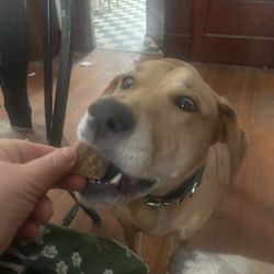Adirondack Barkery