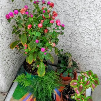 Star Nursery - Nurseries & Gardening Near Me - Las Vegas, Nevada Star Nursery - Nurseries & Gardening Near Me - Las Vegas, Nevada