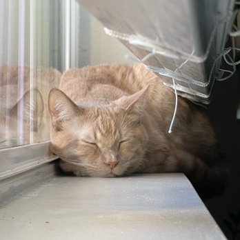 PHX Cat Cafe - the cat we adopted! - Pet Adoption Near Me - Phoenix, Arizona PHX Cat Cafe - the cat we adopted! - Pet Adoption Near Me - Phoenix, Arizona