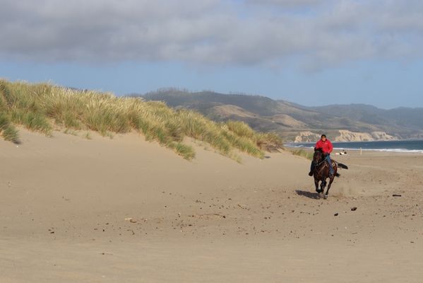 Limantour Beach by null