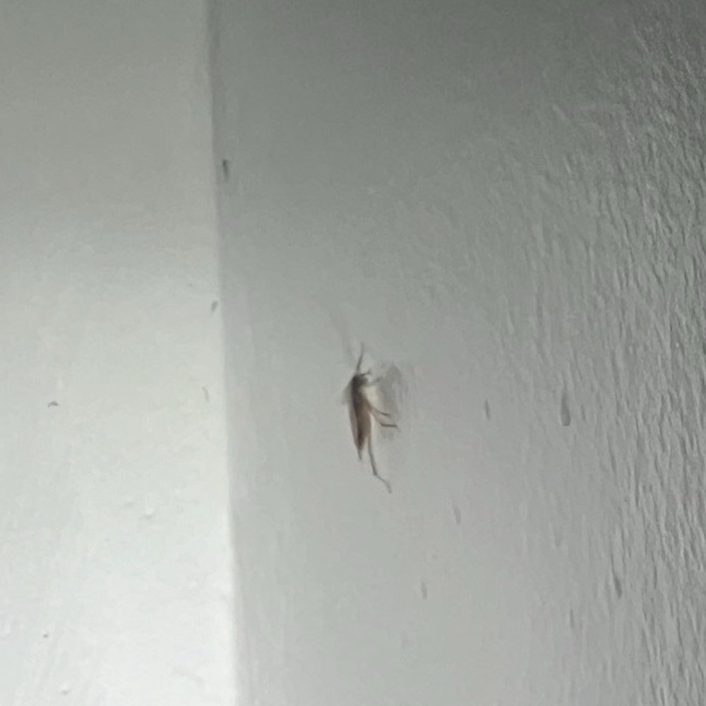 Evans Pest Control - German Cockroach - Pest Control Near Me - Philadelphia, Pennsylvania Evans Pest Control - German Cockroach - Pest Control Near Me - Philadelphia, Pennsylvania