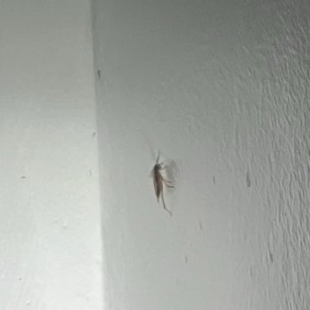 Evans Pest Control - German Cockroach - Pest Control Near Me - Philadelphia, Pennsylvania Evans Pest Control - German Cockroach - Pest Control Near Me - Philadelphia, Pennsylvania