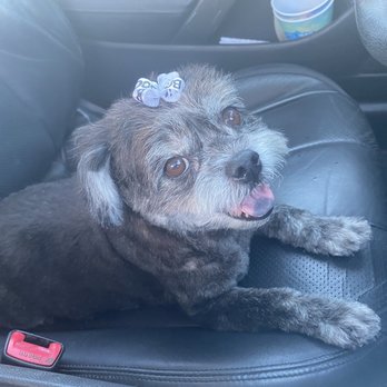 Easy Breezy Pet Groom & Grub - Groomed today (10/16/2021). She left happy and my wife and I love the work they did! - Pet Stores Near Me - La Mesa, California Easy Breezy Pet Groom & Grub - Groomed today (10/16/2021). She left happy and my wife and I love the work they did! - Pet Stores Near Me - La Mesa, California