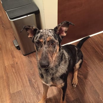 Skunkmasters - Daisey - Pet Services Near Me