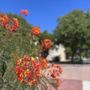 Photo of Fullerton College