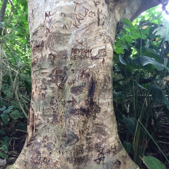 Likeke Falls - Turn right at the tree - Hiking Near Me - Honolulu, Hawaii