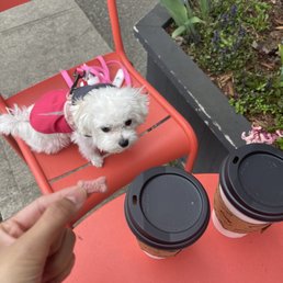 Matcha latte, cardamom latte and a dog treat! Matcha latte, cardamom latte and a dog treat!