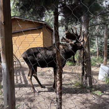 Cheyenne Mountain Zoo - Zoos Near Me - Colorado Springs, Colorado Cheyenne Mountain Zoo - Zoos Near Me - Colorado Springs, Colorado