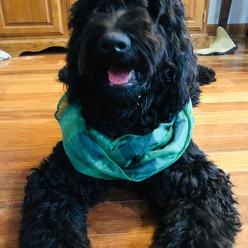 Rainbow Pet Salon - Murphy wants to get a sanitary clip at Rainbow  Pet Salon - Pet Groomers Near Me - Lexington, Kentucky