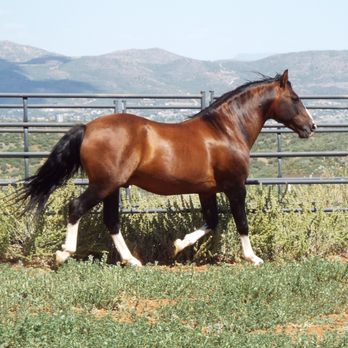 Proven Spots Ranch - Horseback Riding Near Me - Dewey, California Proven Spots Ranch - Horseback Riding Near Me - Dewey, California