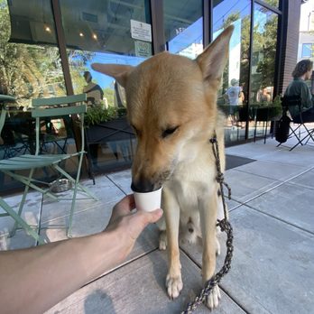 Afuga Coffee - Gave my sweet boy a pup cup! - Caterers Near Me - Austin, Texas Afuga Coffee - Gave my sweet boy a pup cup! - Caterers Near Me - Austin, Texas