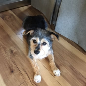 Adrian's Mobile Grooming - One happy puppy who smells good and can see again! - Pet Groomers Near Me - Livermore, California