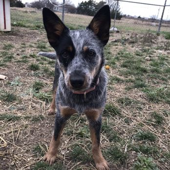 Apollo Support & Rescue - Paisley! - Pet Adoption Near Me - Justin, Texas
