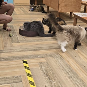 Cat Cafe Moff - Themed Cafes Near Me - Honolulu, Hawaii