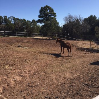 Cedar Crest Country Cottage and Stables - Given plenty of grazing room! - Horseback Riding Near Me - Cedar Crest, New Mexico