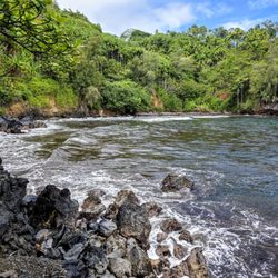 On Onomea Bay Trail
