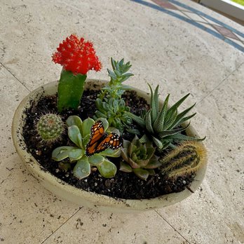 Flamingo Road Nursery - Succulents - Nurseries & Gardening Near Me - Davie, Florida