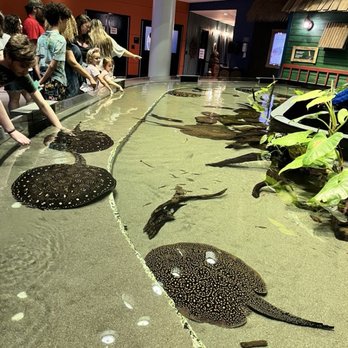 Georgia Aquarium - Sting rays - Aquariums Near Me - Atlanta, Georgia Georgia Aquarium - Sting rays - Aquariums Near Me - Atlanta, Georgia