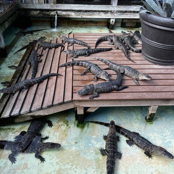 Gatorland - Baby gators (you can feed them!) - Zoos Near Me - Orlando, Florida Gatorland - Baby gators (you can feed them!) - Zoos Near Me - Orlando, Florida
