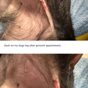 Groomit - Photos for reference - Pet Groomers Near Me