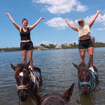 Carousel Sea Horses - Horseback Riding Near Me - Bradenton, Florida Carousel Sea Horses - Horseback Riding Near Me - Bradenton, Florida