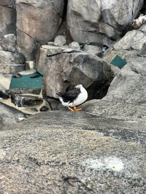 Alaska SeaLife Center by null