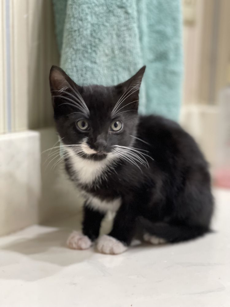 JB's Pet Rescue Image