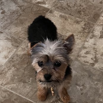 Pups N Such - Sunny - Pet Groomers Near Me - King City, California Pups N Such - Sunny - Pet Groomers Near Me - King City, California
