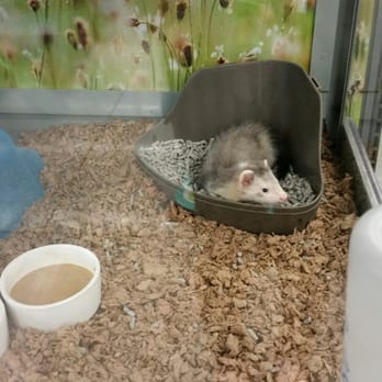 Petco - Baby long rat. - Pet Training Near Me - Orlando, Florida